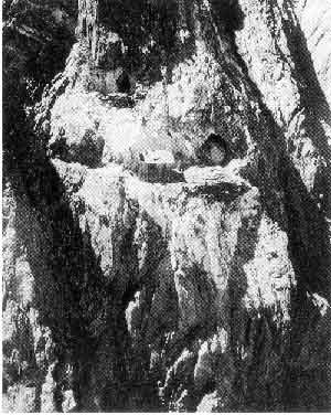 Minmiage1.jpg (30236 byte)